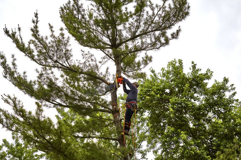 Arborist Tree Service