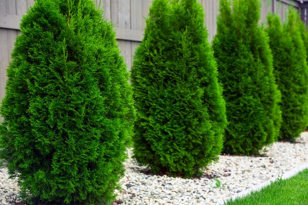 Arborvitae Planting in Crossville