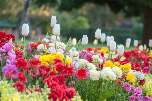 Gardening Service in Crossville