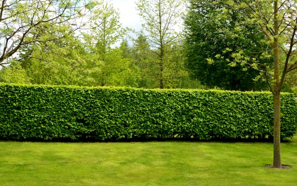 Hedge Planting in Crossville