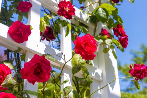 Home Gardening Service in Crossville