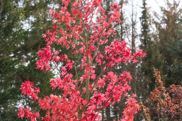 Japanese Maple Planting in Crossville
