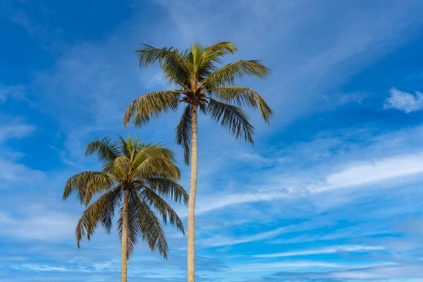 Palm Tree Planting in Crossville