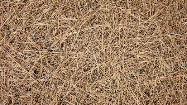 Pine Needles Delivery in Crossville