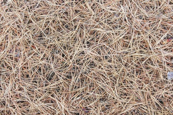 Pine Straw Installation in Crossville
