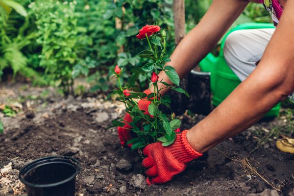 Planting Service in Crossville