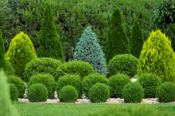 Shrub Replacement in Crossville