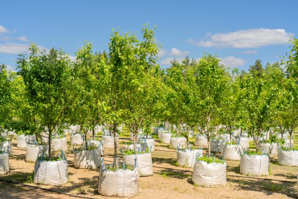 Tree Planting Service in Crossville