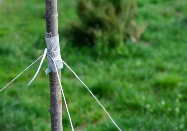 Tree Staking Service in Crossville