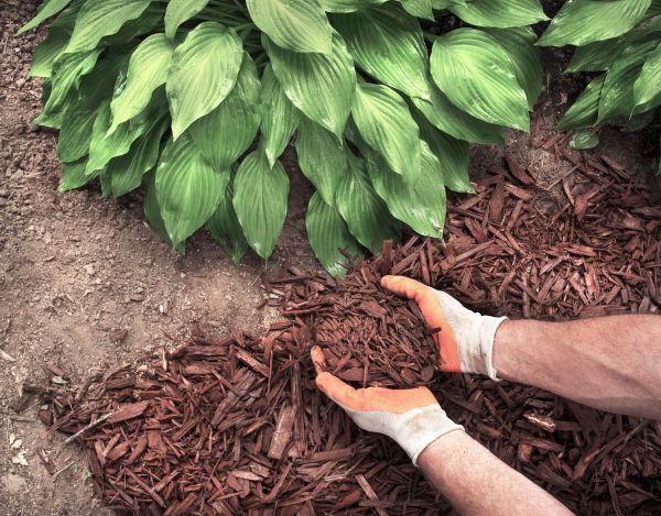 Shredded Mulch Service in Crossville