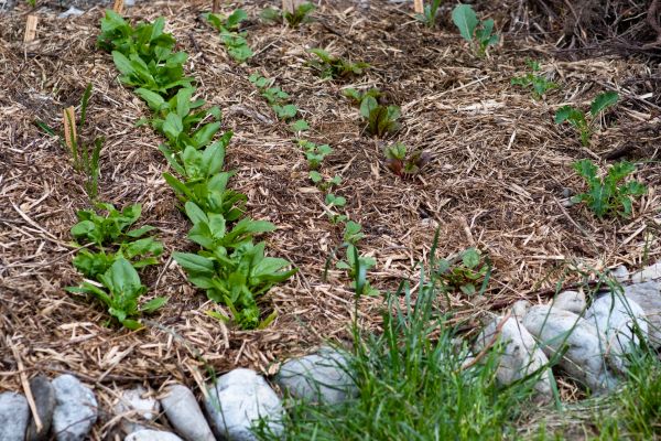 Mulch Service in Crossville