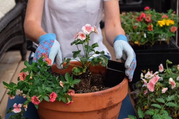 Plant Care Service in Crossville