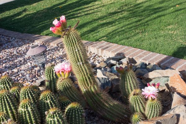 Desert Landscaping in Crossville