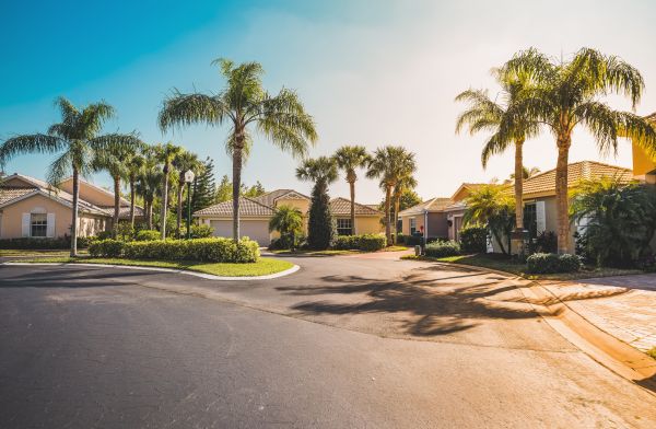 Palm Tree Landscaping in Crossville