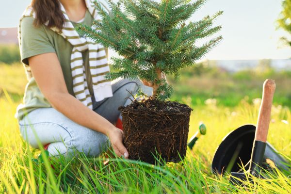 Spruce Tree Planting in Crossville