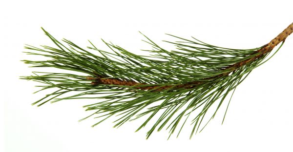 Pine Needles Installation in Crossville