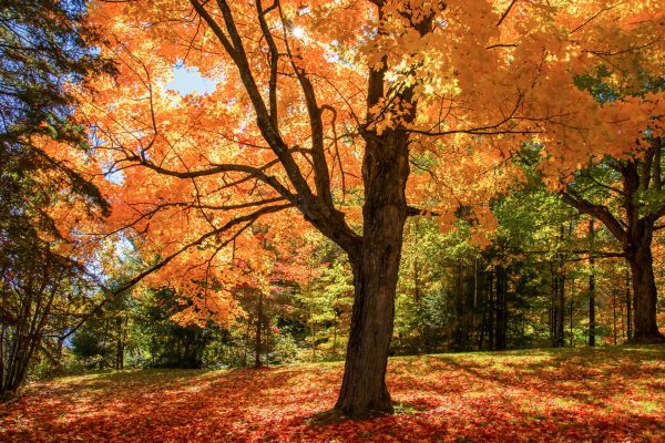 Maple Tree Planting in Crossville