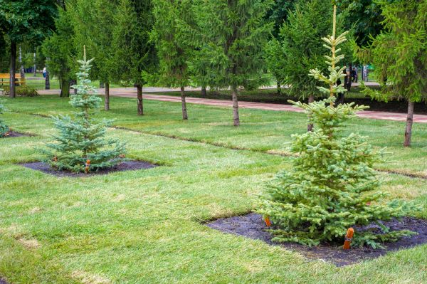 Privacy Trees Planting in Crossville