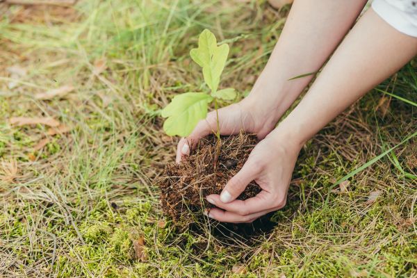 Oak Tree Planting in Crossville