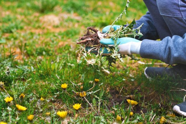 Flower Bed Clearing in Crossville