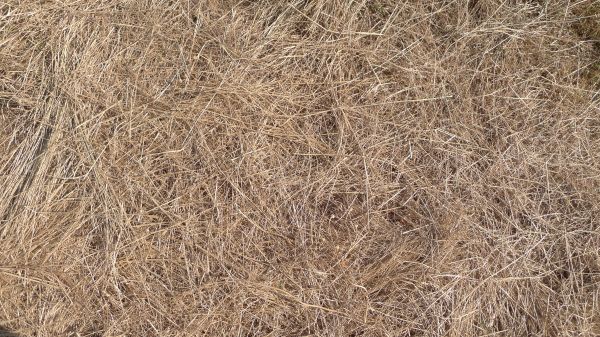 Pine Straw Replacement in Crossville
