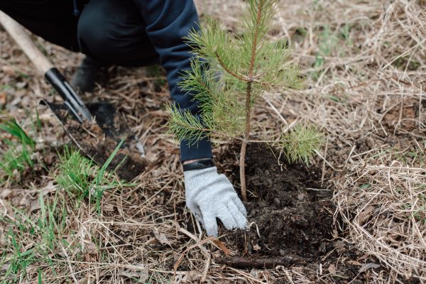 Pine Tree Planting in Crossville