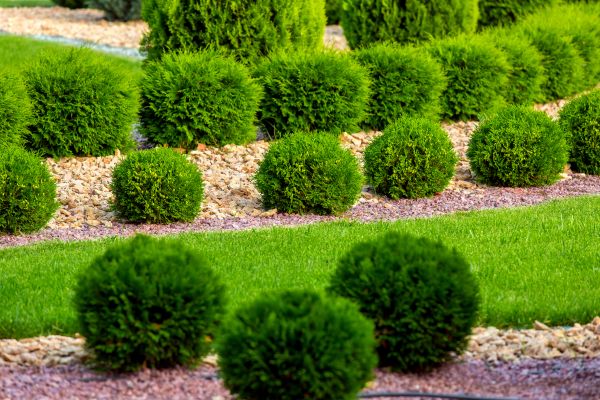 Bush Replacement in Crossville