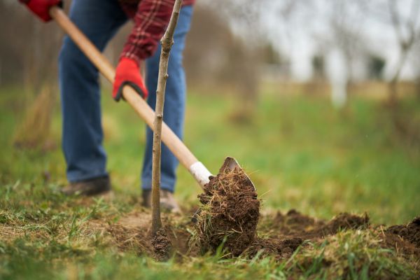 Trees Planting in Crossville
