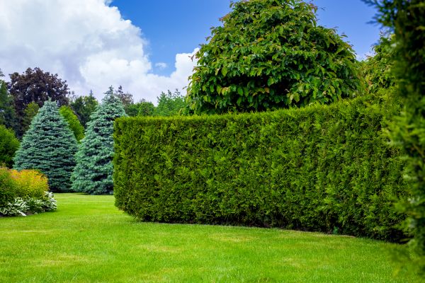 Hedge Landscaping in Crossville