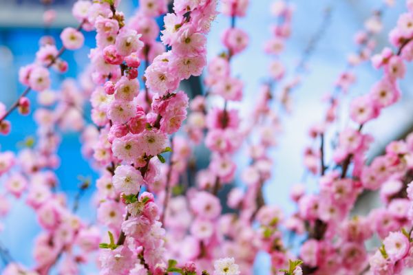 Japanese Cherry Tree Planting in Crossville