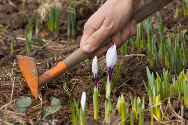 Flower Garden Weeding in Crossville