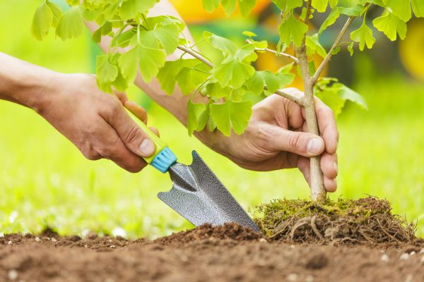 Fruit Tree Planting in Crossville
