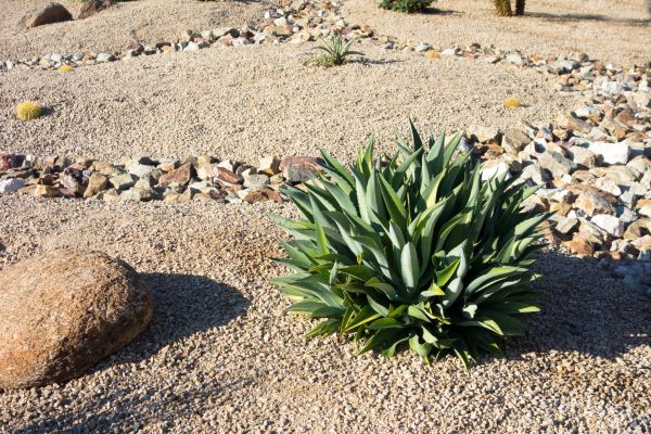 Xeriscaping Service in Crossville