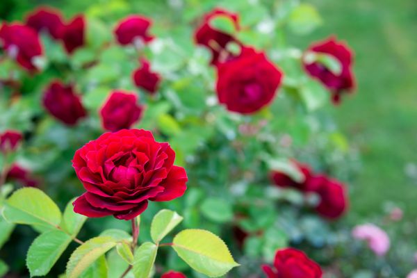 Rose Planting in Crossville