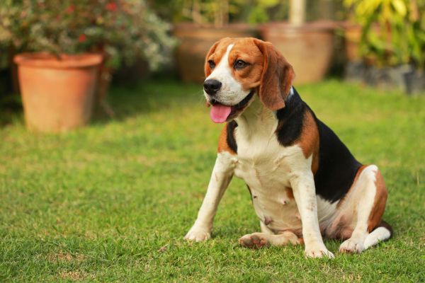 Dog Friendly Landscaping in Crossville