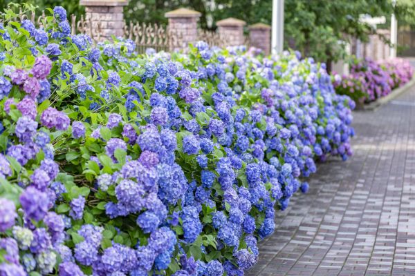 Hydrangea Landscaping in Crossville