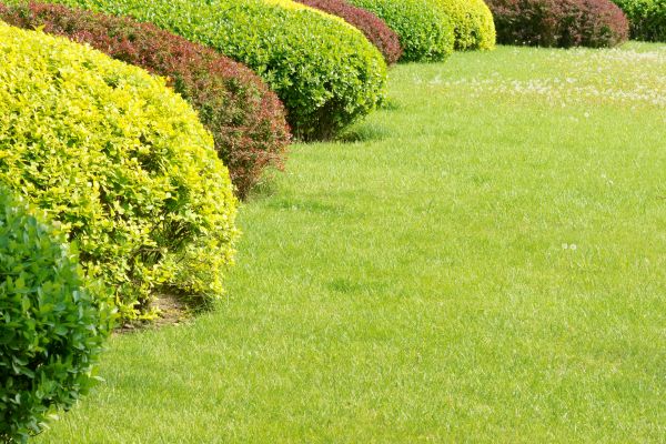 Shrubbery Planting in Crossville