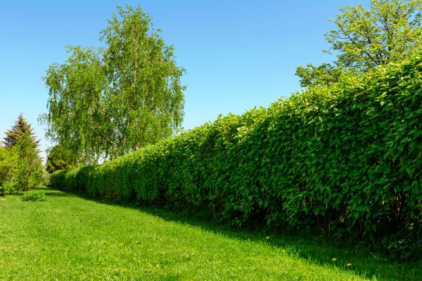 Hedge Replacement in Crossville