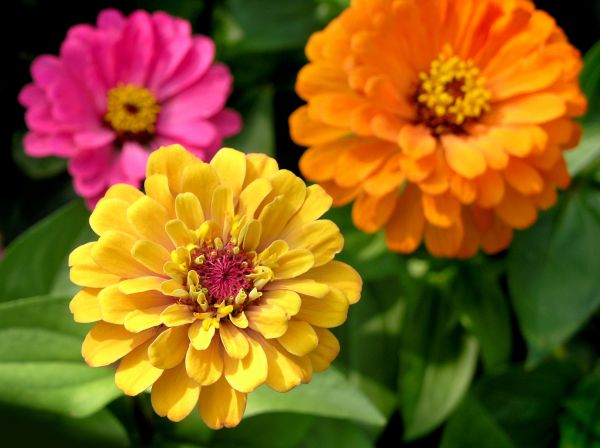 Zinnia Planting in Crossville