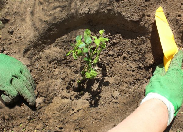 Rose Bush Planting in Crossville