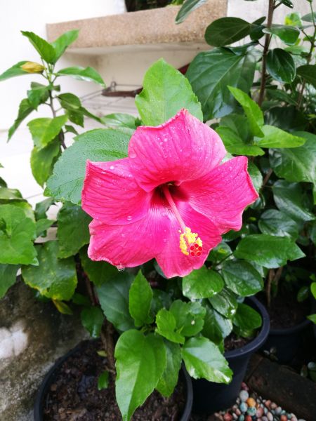 Hibiscus Planting in Crossville