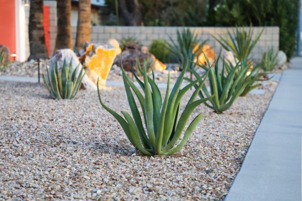 Drought Resistant Landscaping in Crossville