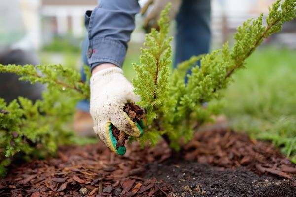 Church Mulching in Crossville
