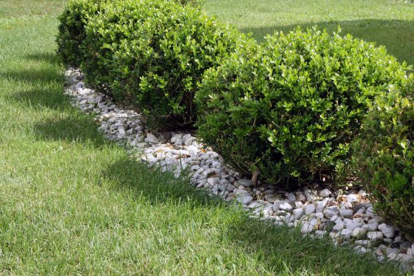 Boxwood Planting in Crossville