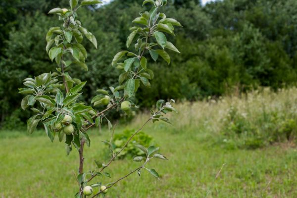 Apple Tree Planting in Crossville